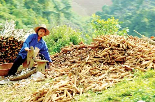 Thị trường tiêu thụ nông sản gặp khó khăn, chủ yếu do nông dân tự sơ chế tại chỗ. Thị trường tiêu thụ nông sản gặp khó khăn, chủ yếu do nông dân tự sơ chế tại chỗ.
